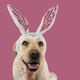 Illustration for article titled Your dog could be the next Cadbury bunnyem/em